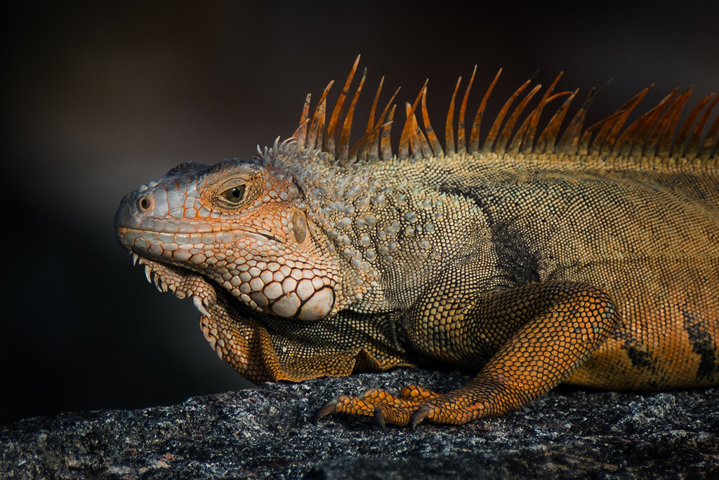 Orange Iguana - Photo by Lorraine Cosgrove