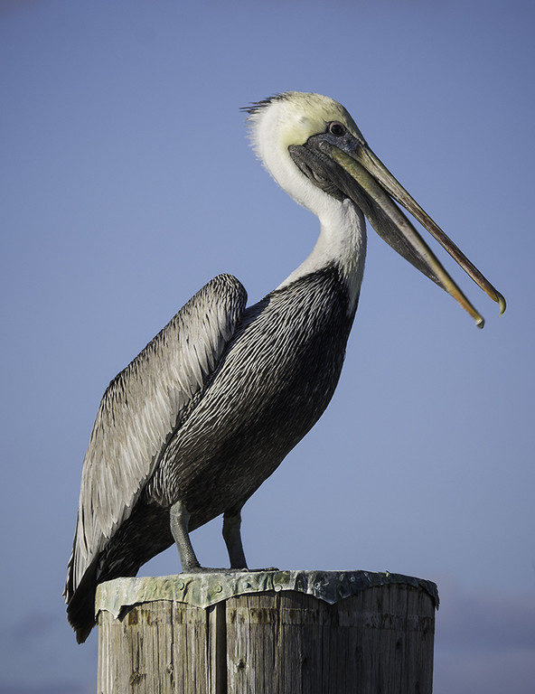 Pelican on Pier - Photo by Lorraine Cosgrove