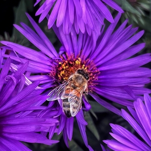 A Busy Bee - Photo by Dolores Brown
