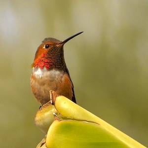 A Little Birdie Told Me - Photo by Quyen Phan