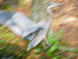 Abstract Heron - Photo by Marylou Lavoie