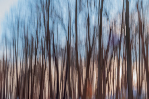 Abstract of trees - Photo by Richard Provost