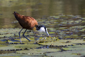 African Jacana with catch - Photo by Nancy Schumann