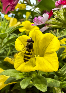 All in Yellow - Busy Bee - Photo by Pamela Carter