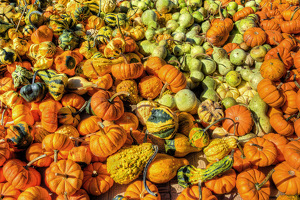 Assorted Gourds - Photo by Dolph Fusco