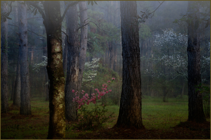 Azaleas in the Spring Forest - Photo by Danielle D'Ermo