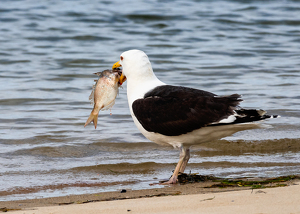 BLACK TAILED GULL WITH FISH - Photo by Lorraine Cosgrove