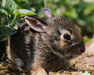 Baby Bunny - Photo by Bill Latournes