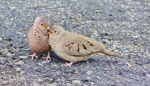 Baby Doves, oh baby doves - Photo by Wendy Rosenberg