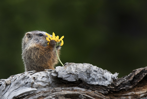Baby Marmot smelling Wild Flower, Grand Teton National Park - Photo by Danielle D'Ermo