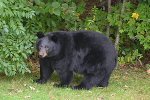 Backyard Bear - Photo by Wendy Rosenberg