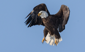 Bald Eagle Lift Off - Photo by Libby Lord