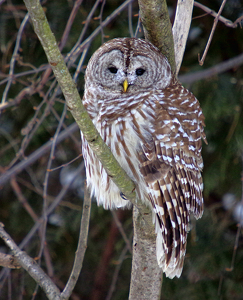 Barred Owl in my backyard - Photo by Richard Busch