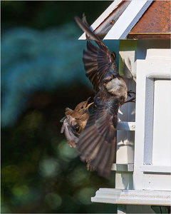 Battle for the Birdhouse - Photo by John Straub
