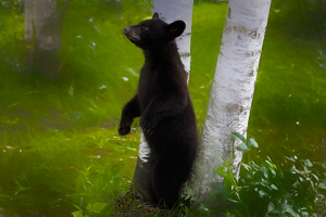 Bear Cub in the Birches - Photo by Danielle D'Ermo