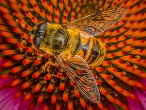 Salon HM: Bee on flower by Frank Zaremba, MNEC