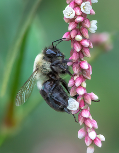 Bee on flower - Photo by Merle Yoder
