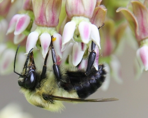Bee On Milkweed - Photo by Bill Latournes