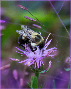 Class A HM: Bee Working by Dolph Fusco