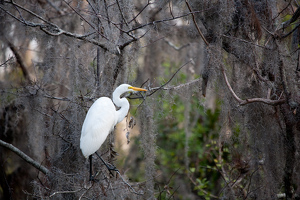 Bird in a tree - Photo by Robert McCue