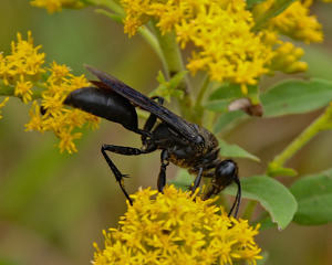 Black Wasp - Photo by Bill Latournes
