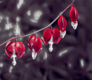 Bleeding Hearts - Photo by Marylou Lavoie