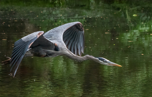 Blue Heron in Flight - Photo by Lorraine Cosgrove