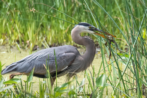Blue Heron With Frog - Photo by Lorraine Cosgrove