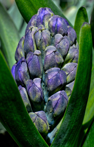 Blue Hyacinth - Photo by Frank Zaremba, MNEC