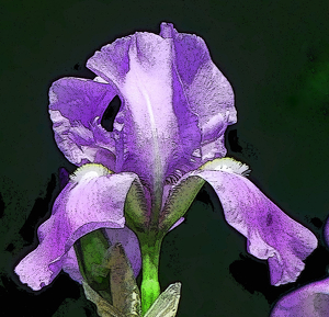 Blue Iris - Photo by John Clancy