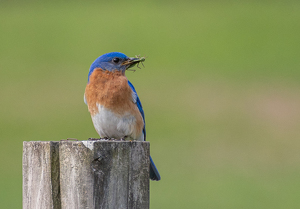 Bluebird With Green Meal - Photo by Marylou Lavoie