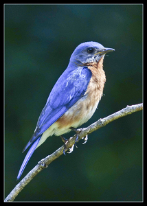 Bluebird - Photo by Bruce Metzger
