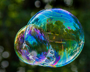Bubble Forest - Photo by Linda Miller-Gargano