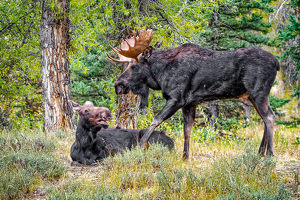 Bull Moose Love Tap - Photo by John McGarry