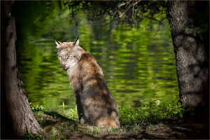 Canadian Lynx - Photo by Danielle D'Ermo