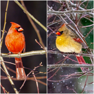 Cardinal Diptych - Photo by Marylou Lavoie