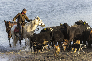 Chilean Cattle Roundup - Photo by Nancy Schumann