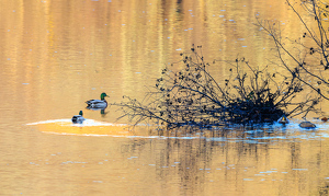 Circling duck - Photo by Robert McCue