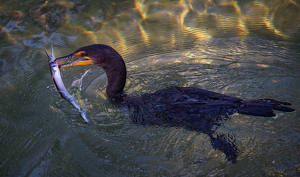 Class B 2nd: Cormorant with a fish by Lorraine Cosgrove