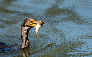 Cormorant With Catch - Photo by Marylou Lavoie