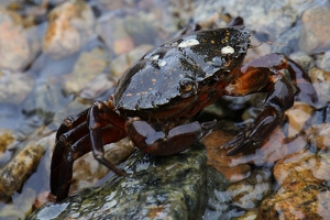 Crab - Photo by Bill Latournes