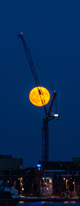 Crane Moon - Photo by Arthur McMannus