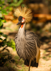 Crowned Crane - Photo by Peter Rossato