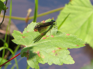 Damsel Fly in McLean Game Refuge - Photo by Chip Neumann