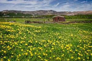 Dandelion Pasture - Photo by John McGarry
