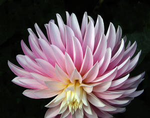 Class A 2nd: Delightful Dahlia by Ron Thomas