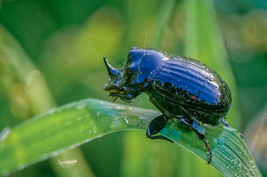 Dew Covered Dung Beetle - Photo by John McGarry
