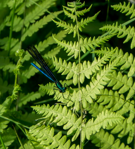 Dragonfly in a sea of green - Photo by Cheryl Picard
