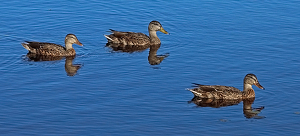 Ducks On The Pond - Photo by Bill Latournes