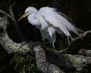 Egret - Photo by Bill Latournes